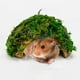 thumbnail image 5 of EeaseMX Plataforma para gatear para mascotas, refugio para hámster, terrario, adorno de paisajismo (verde), 5 of 7