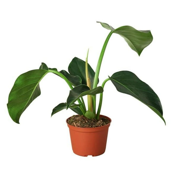 House Plant Dropship 4" Congo Green Live Plants in 4" Pot, Self-header