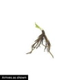 thumbnail image 5 of Stella De Oro Daylily Dormant Bare Root Flowering Perennial Starter Plants, 5 plants per offer, 5 of 5