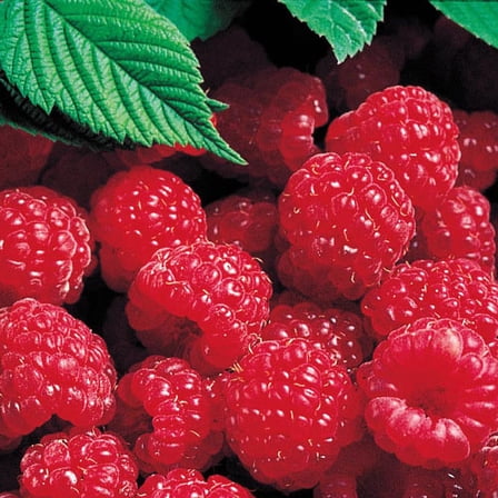 Latham Red Raspberry (Rubus) Dormant Bare Root Starter Fruiting Plant (1-Pack)