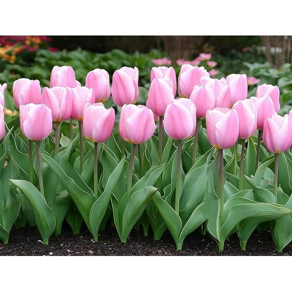 Bubble Gum Dream Tulip Bulbs for Planting - Top Size Darwin Hybrid Bulbs (20 Bulbs)