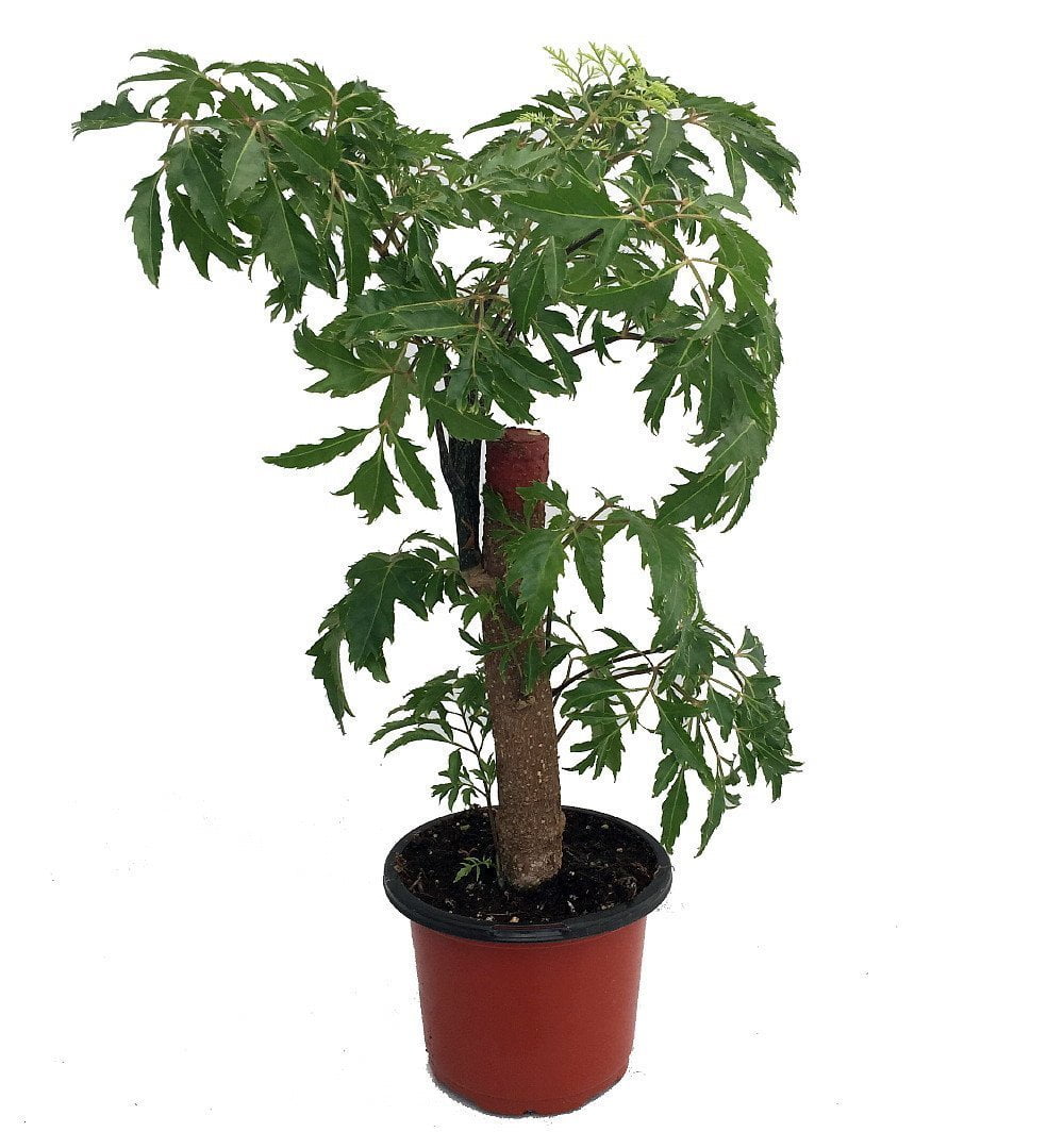 4 Pot Live Plant Indoor Houseplant Polyscias Japanese Ming Bonsai Tree #HGR01 