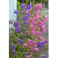 thumbnail image 4 of 100 MIXED CANTERBURY BELLS - Crown Mix Campanula Medium Flower Seeds, 4 of 5