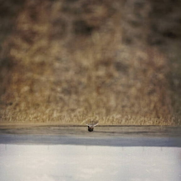 Jim O'Rourke - Hands That Bind Soundtrack - Music & Performance - Vinyl