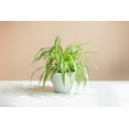 thumbnail image 2 of Expert Gardener 1PT Spider Plant Bicolor Green Foliage Plant Live Plant Partial Shade, 2 of 6