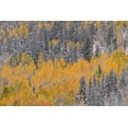 thumbnail image 2 of Jaynes Gallery 24x17 Black Ornate Wood Framed with Double Matting Museum Art Print Titled - USA-Colorado-Uncompahgre National Forest Aspens after autumn snowstorm, 2 of 4