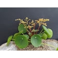 thumbnail image 3 of Chinese Money Plant - Pass It On Plant - Pilea peperomioides - Share Gift Box, 3 of 4