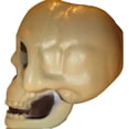 thumbnail image 3 of Plastic Skull, 3 of 4