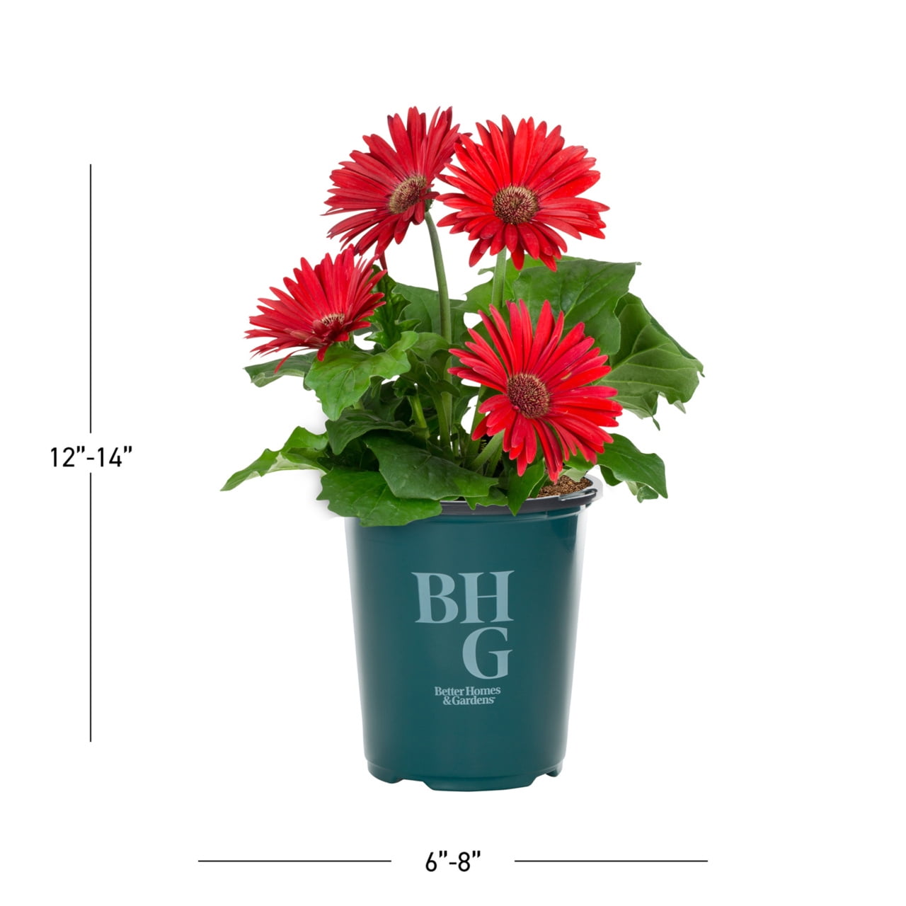 Better Homes & Gardens 1.5PT Red Gerbera Daisy Live Annual Plant Sun 5-Pack