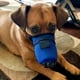 thumbnail image 4 of Reutilizables perro respirable filtro de aire ajustable de la cara del perro bozal respirador para perros grandes y perros pequeños, 4 of 4