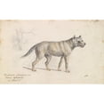 thumbnail image 2 of Charles Hamilton Smith 24x16 Gold Ornate Framed and Double Matted Museum Art Print Titled - Hoary Aguara Dog (1837), 2 of 4