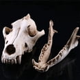 thumbnail image 5 of Resin Skull Decor Coyote Animal Artwork Cabin Table Top Decorative Sculptures, 5 of 7