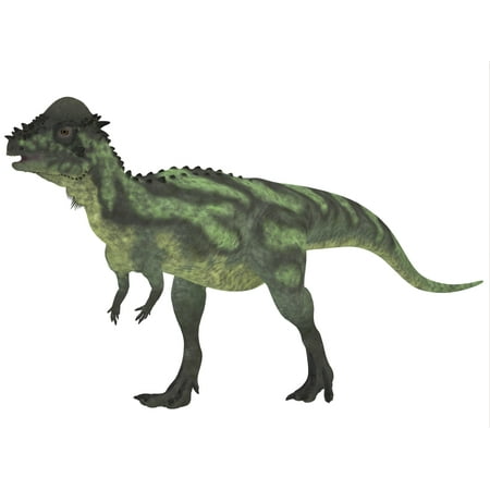 Pachycephalosaurus dinosaur was a bipedal omnivore with an extremely thick skull and existed