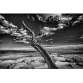 thumbnail image 2 of Linden, Sally 32x23 White Modern Wood Framed Museum Art Print Titled - Desert Tree, 2 of 4