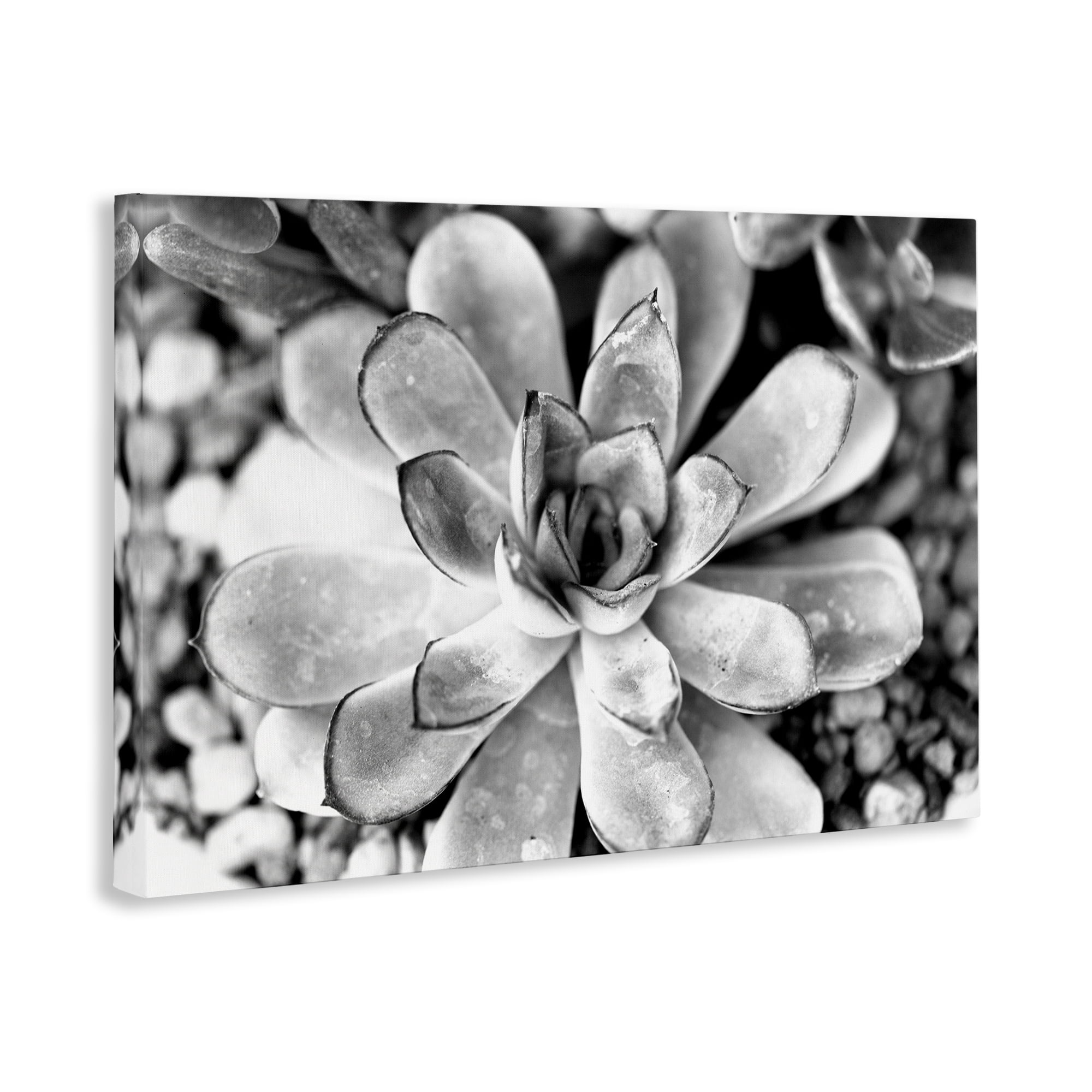 Stupell Industries Monochrome Succulent Leaves Botanical & Floral Photography Gallery Wrapped Canvas Art Print Wall Art, 24 x 16