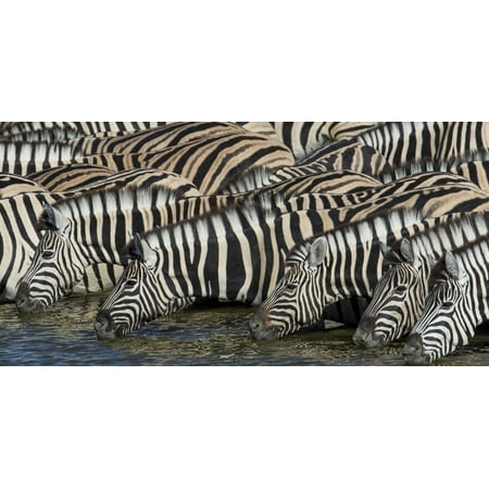 American Zebra Line - Zebras lined up drinking at waterhole, Etosha National Park Print Wall Art By Darrell Gulin