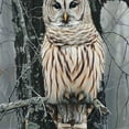 thumbnail image 6 of WYYP Owl, Tree Branch, Forest Round Table Cover 100% Polyester Outdoor Fitted White, 6 of 8