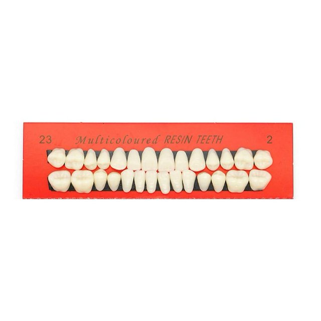 Realistic Dental Oral Material Teaching Mold (28 Teeth) | High-Quality Acrylic Resin Model for Denture Fabrication & Student Training