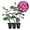 3 Plants, variant on Miss Congeniality Rose Bush - Live Starter Plant in a 2 Inch Growers Pot - Beautifully Fragrant Grandiflora Rose - A Versatile Beauty with a Rich Fragrance