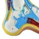 thumbnail image 5 of Foot Anatomy Model, Human Anatomy Foot Model, Normal Flat Arched Foot Model, Human Foot Muscle Model, 5 of 5