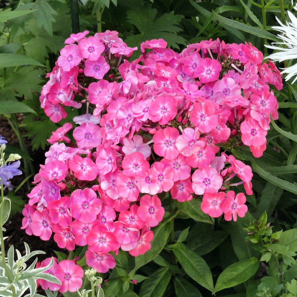 Glamour Girl Tall Phlox Perennial - Quart Pot - Walmart.com - Walmart.com