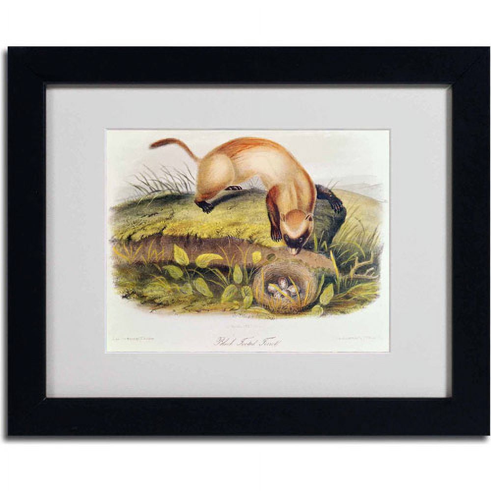 Trademark Fine Art "Black-Footed Ferret" Canvas Art by John James Audubon, Black Frame