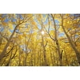 thumbnail image 2 of Talbot Frank, Christopher 32x23 White Modern Wood Framed Museum Art Print Titled - CA, Sierra Nevada Fall colors of aspen trees, 2 of 4