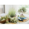 thumbnail image 3 of Air Plant Shop The Aztec Collection of Tillandsia Air Plants- Wholesale and Bulk - Succulents - Live Tillandsia - Easy Care Indoor and Outdoor House Plants (Pack of 5), 3 of 12