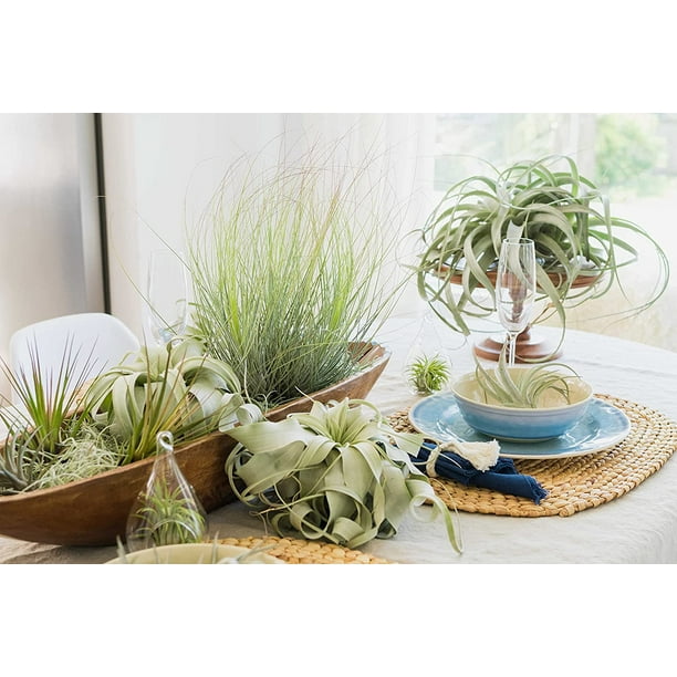 hanging plant pots The Sill Golden Pothos Hanging Basket Houseplants, Medium in Grow Pot