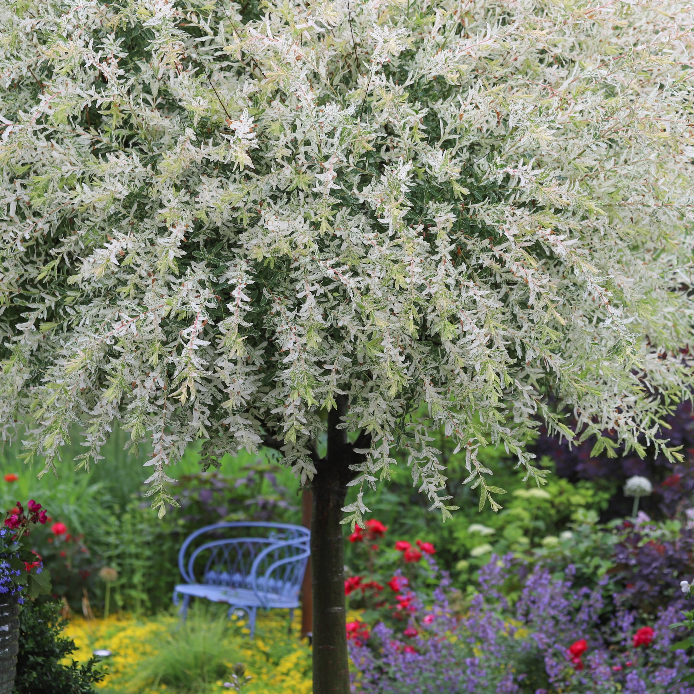 National Plant Network 3 gal Hakuro Nishiki Willow Live Tree