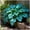 D, variant on Rare Hosta—Stunning clump-Forming—Simply Beautiful Flowering for Enhanced Garden Aesthetics—Year-Round Ornamental