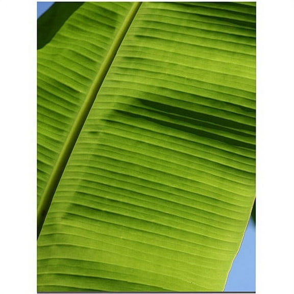 Trademark Fine Art "Leaves in the Sun II" Canvas Art by Patty Tuggle, 18" x 24"