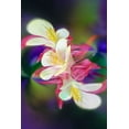 thumbnail image 2 of Jones, Adam 11x14 Black Ornate Wood Framed with Double Matting Museum Art Print Titled - Columbine flower-Colorado, 2 of 4