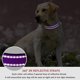 thumbnail image 5 of Collar de perro REFLECTANTE JAMW acolchado de nylon transpirable ajustable para perros pequeños y medianos, 5 of 5
