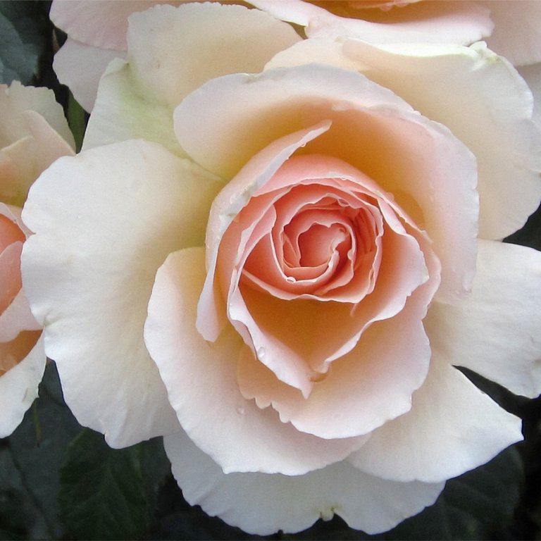 French Lace – Rogue Valley Roses