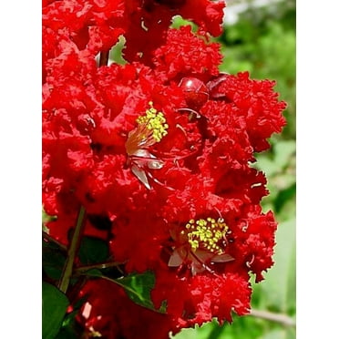 35 RED CREPE MYRTLE Lagerstroemia Indica Flowering Shrub Bush Small Tree Seeds