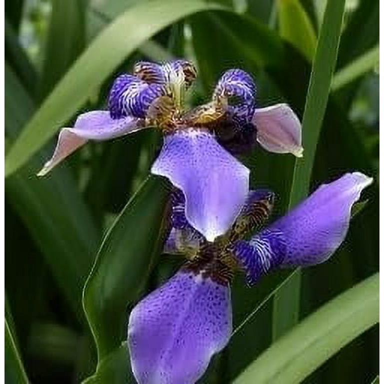 sleepy plant Sleepy Weeping Dwarf Japanese Snowbell – Plant Detectives main image 1