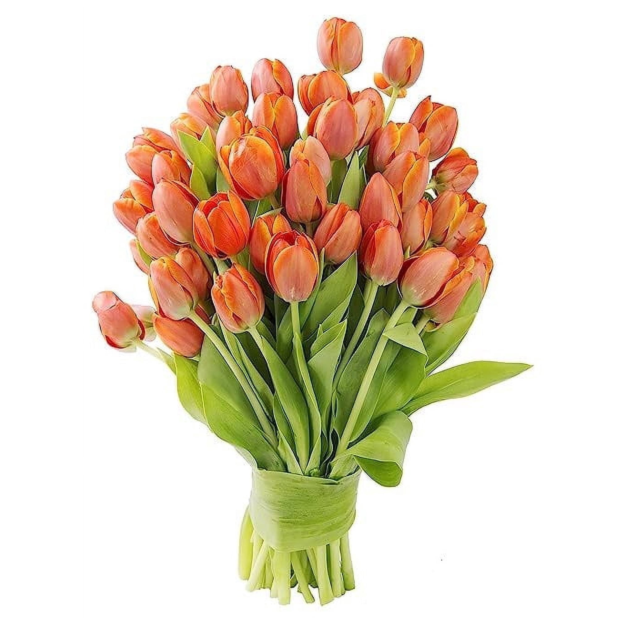 KaBloom Fresh Cut Flowers: 30 Orange Tulips, Fragrant, Gift for every occasion