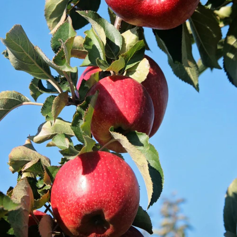 Expert Gardener 3-4 ft tall Wolf River Apple Live Tree in 7-Gallon