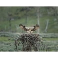 thumbnail image 2 of Galloimages Online 32x26 Gold Ornate Wood Framed with Double Matting Museum Art Print Titled - Osprey Lands on Nest With Chick, 2 of 4