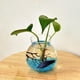 thumbnail image 2 of flor de material cristal Jarrón Florero Terrario Cautivador Embellecedor, 2 of 3
