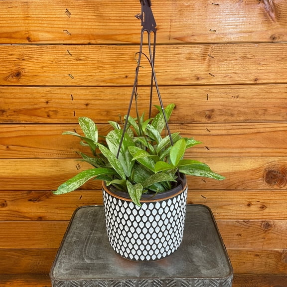 Hoya Pubicalyx Splash, 6" Plant, The Plant Farm