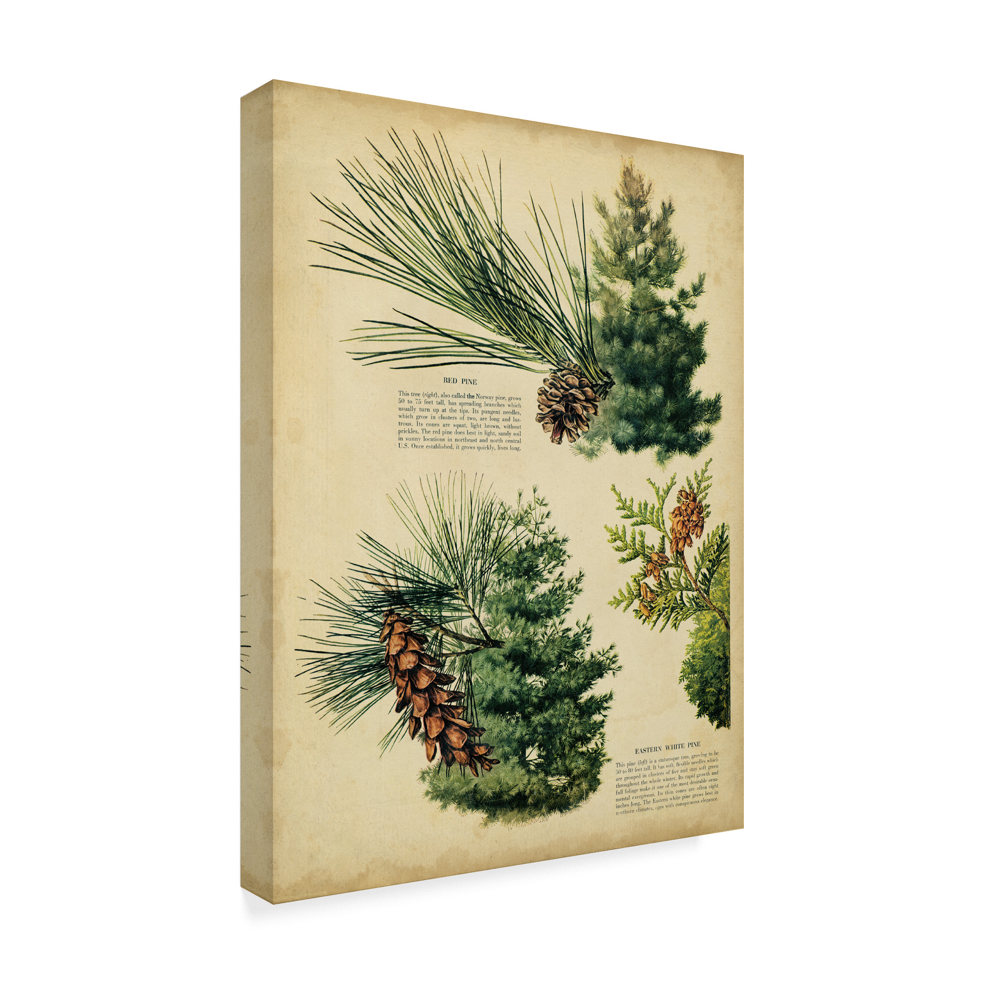 Trademark Fine Art 'Red Pine & Eastern White Pine' Canvas Art by Unknown