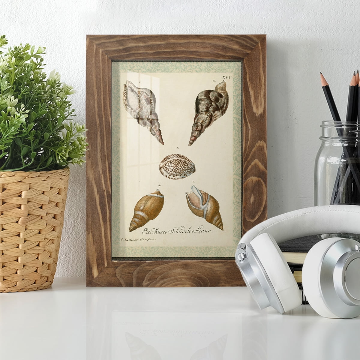 Bookplate Shells VIII - Framed Print w/glass - Walnut