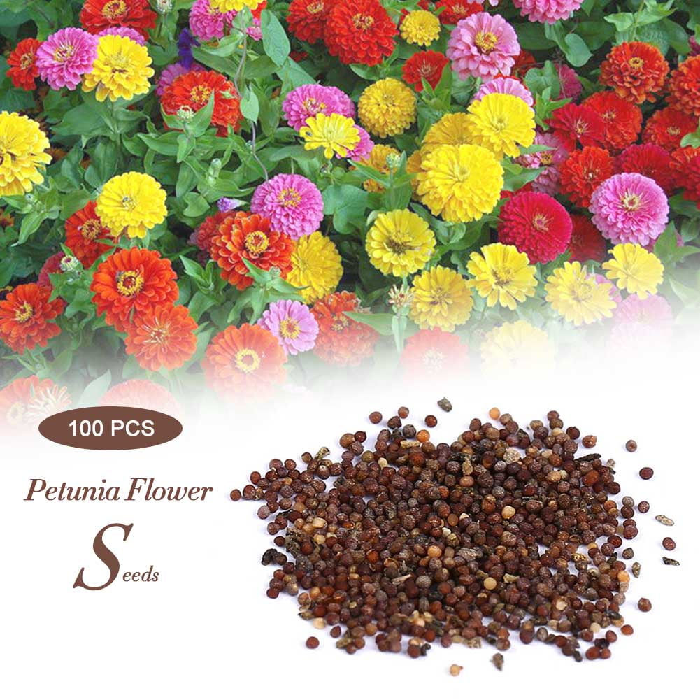 Download Topincn 1pack Garden Petunia Petals Flower Potted Bonsai Seeds For For Free Wallpaper Topincn 1pack Garden Petunia Petals Flower Potted Bonsai Seeds For For iPhone