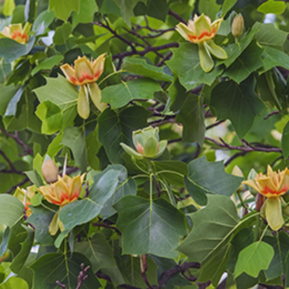 Expert Gardener 1-1.5 ft tall Tulip Poplar Live Tree in 1-Gallon Grower Pot