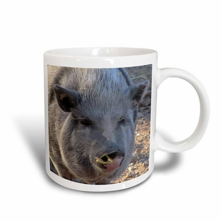 3dRose Pot Belly Pig, Ceramic Mug, 11-ounce