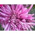 thumbnail image 3 of Grayscale 14x12 Black Modern Framed Museum Art Print Titled - Pink Flowers I, 3 of 5