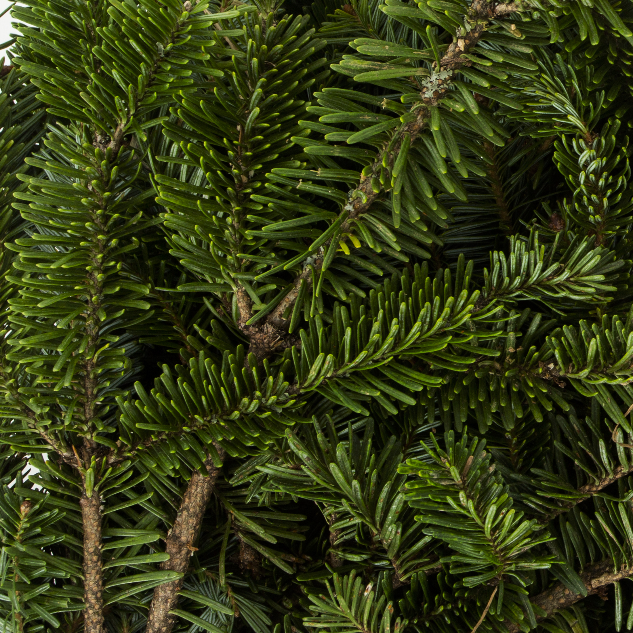 Expert Gardener 6 Inch Bough Bundle Bouqet Fresh Cut Frasier Fir Holiday Greens Live Plants