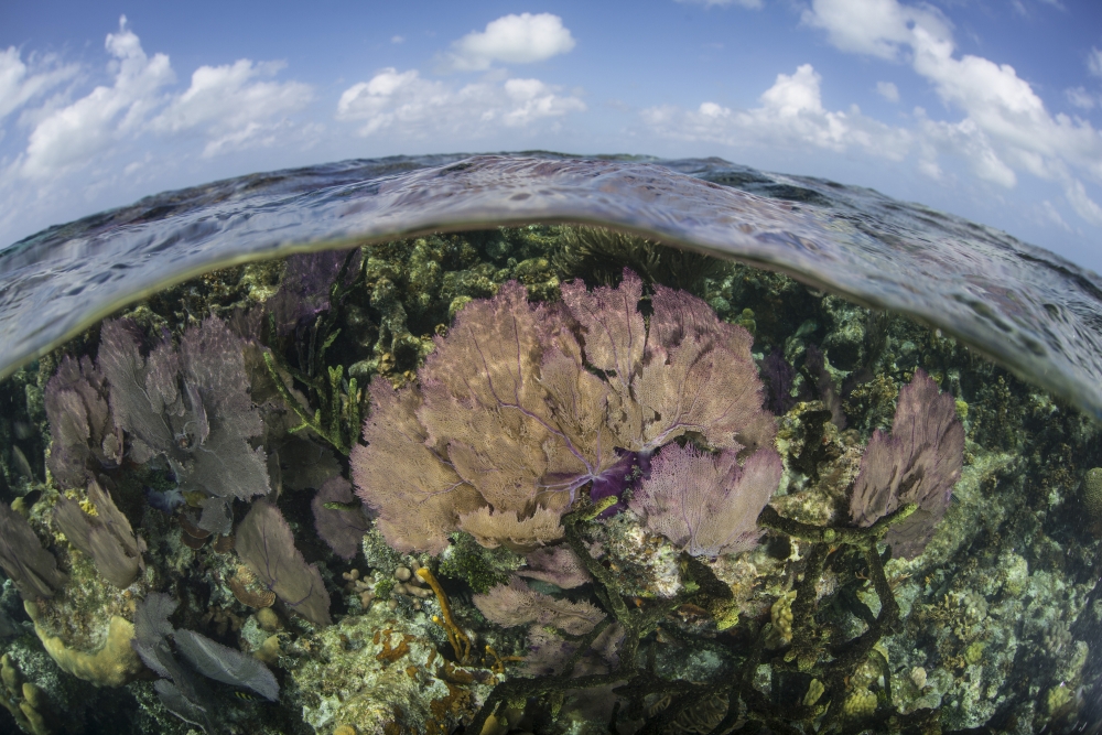 Colorful and reefbuilding corals grow in shallow water near